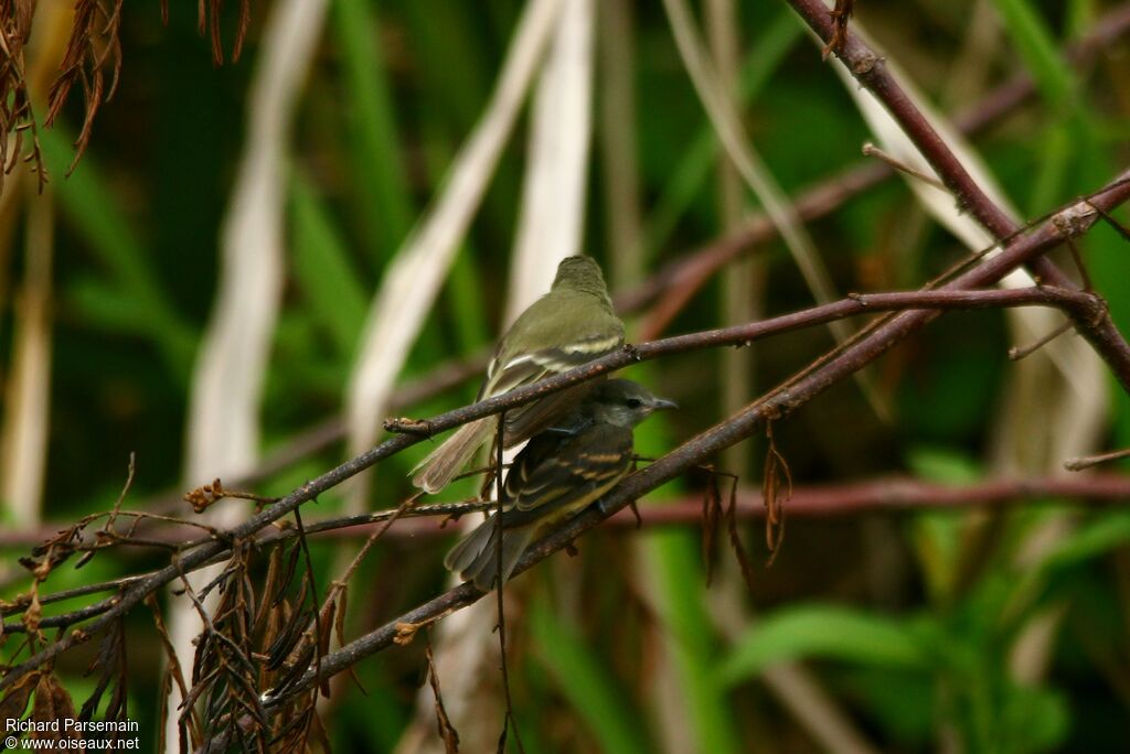 Tyranneau passegris adulte