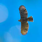 Aigle orné
