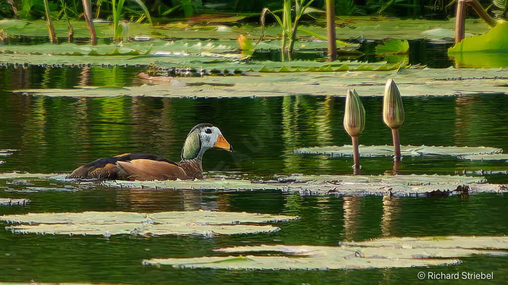 African Pygmy Goose