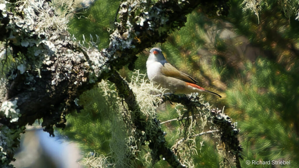 Swee Waxbill female