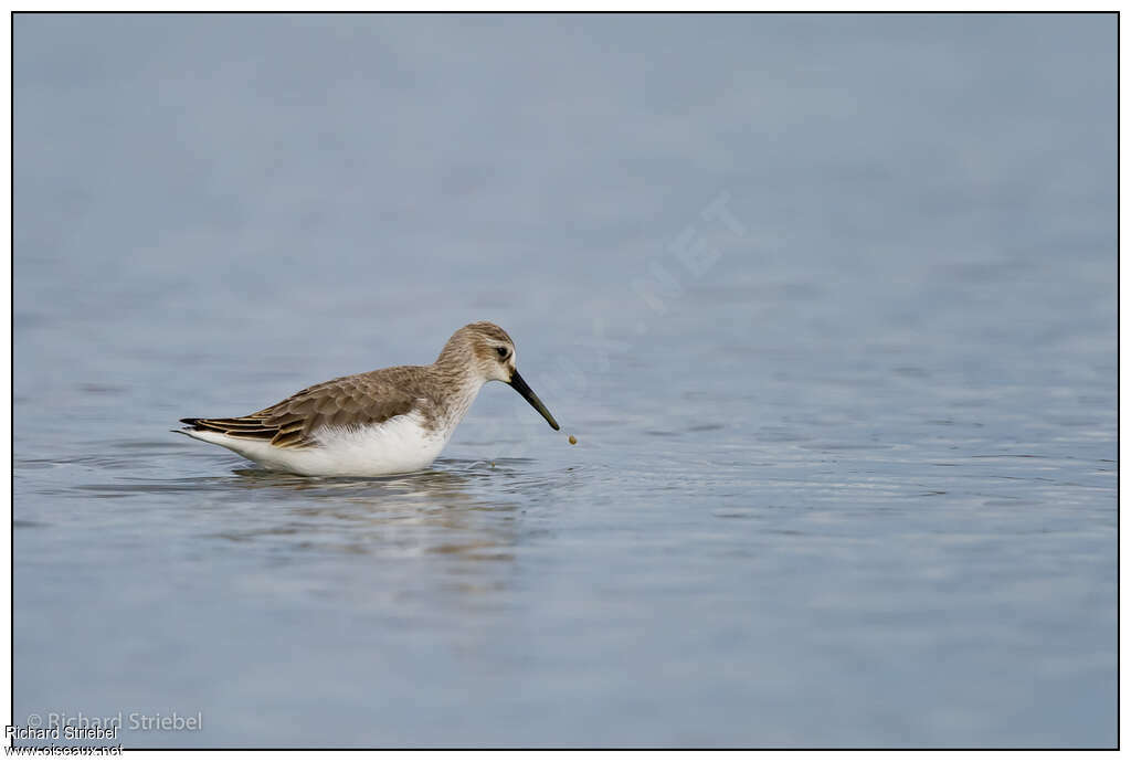 Bécasseau variableadulte internuptial, pêche/chasse
