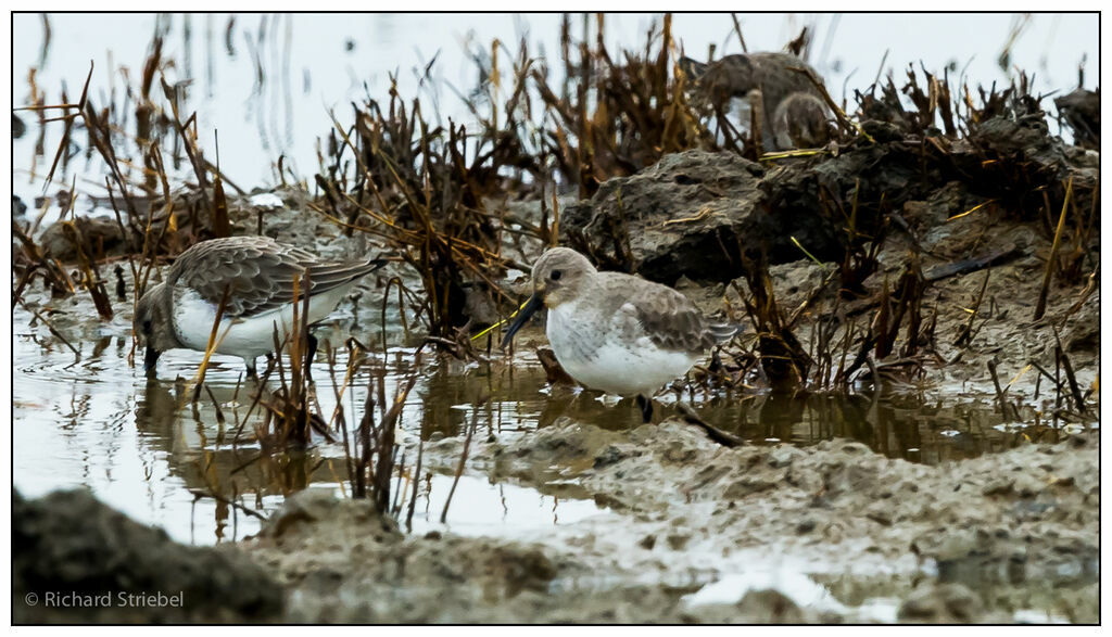 Bécasseau variable