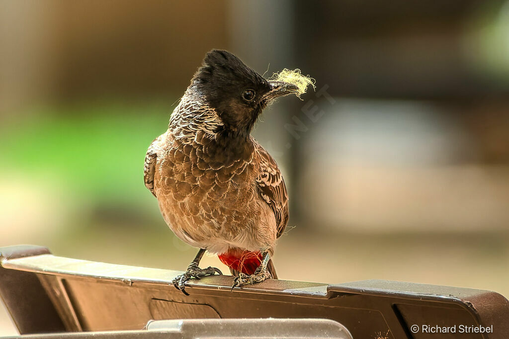 Red-vented Bulbul