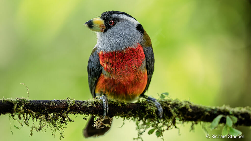 Toucan Barbet