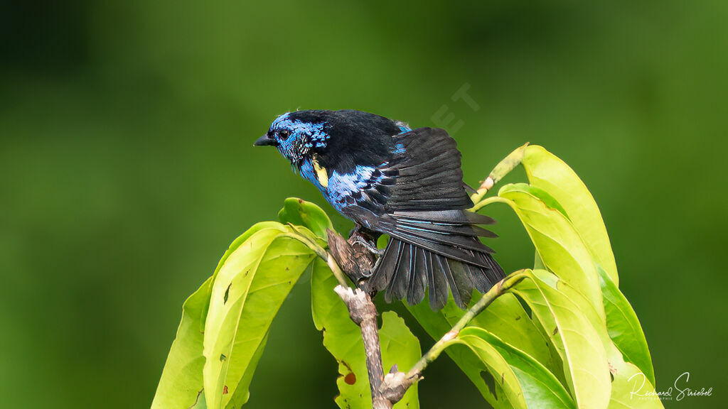 Turquoise Tanager, aspect
