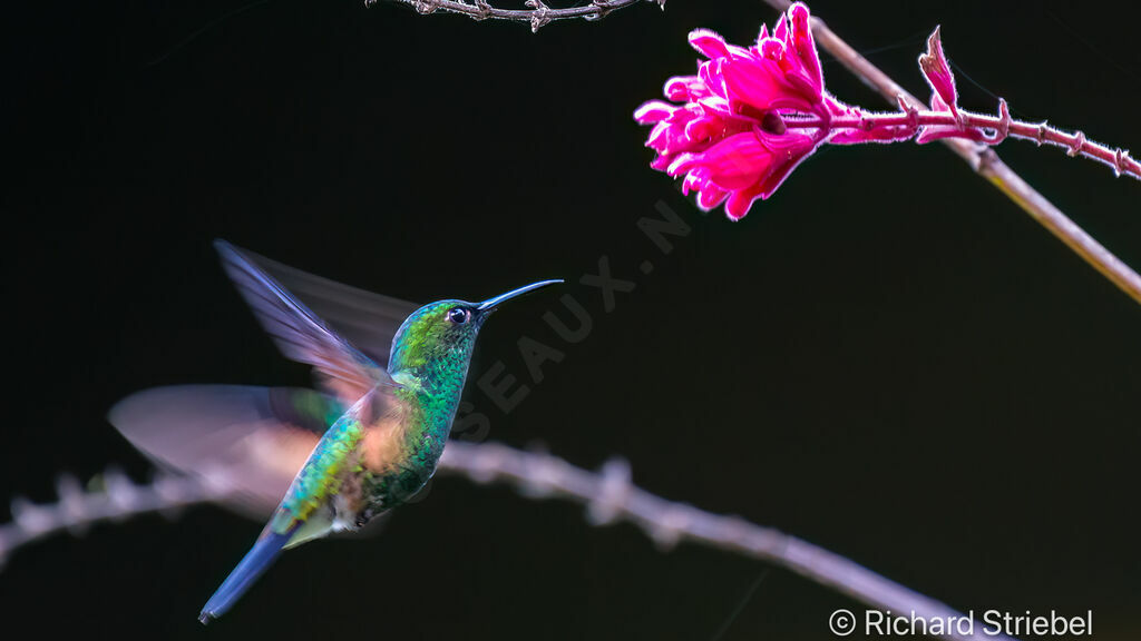 Stripe-tailed Hummingbird