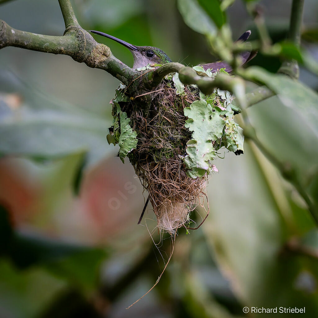 Colibri de Buffon