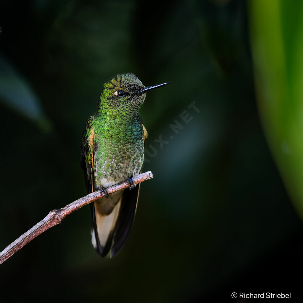 Buff-tailed Coronet