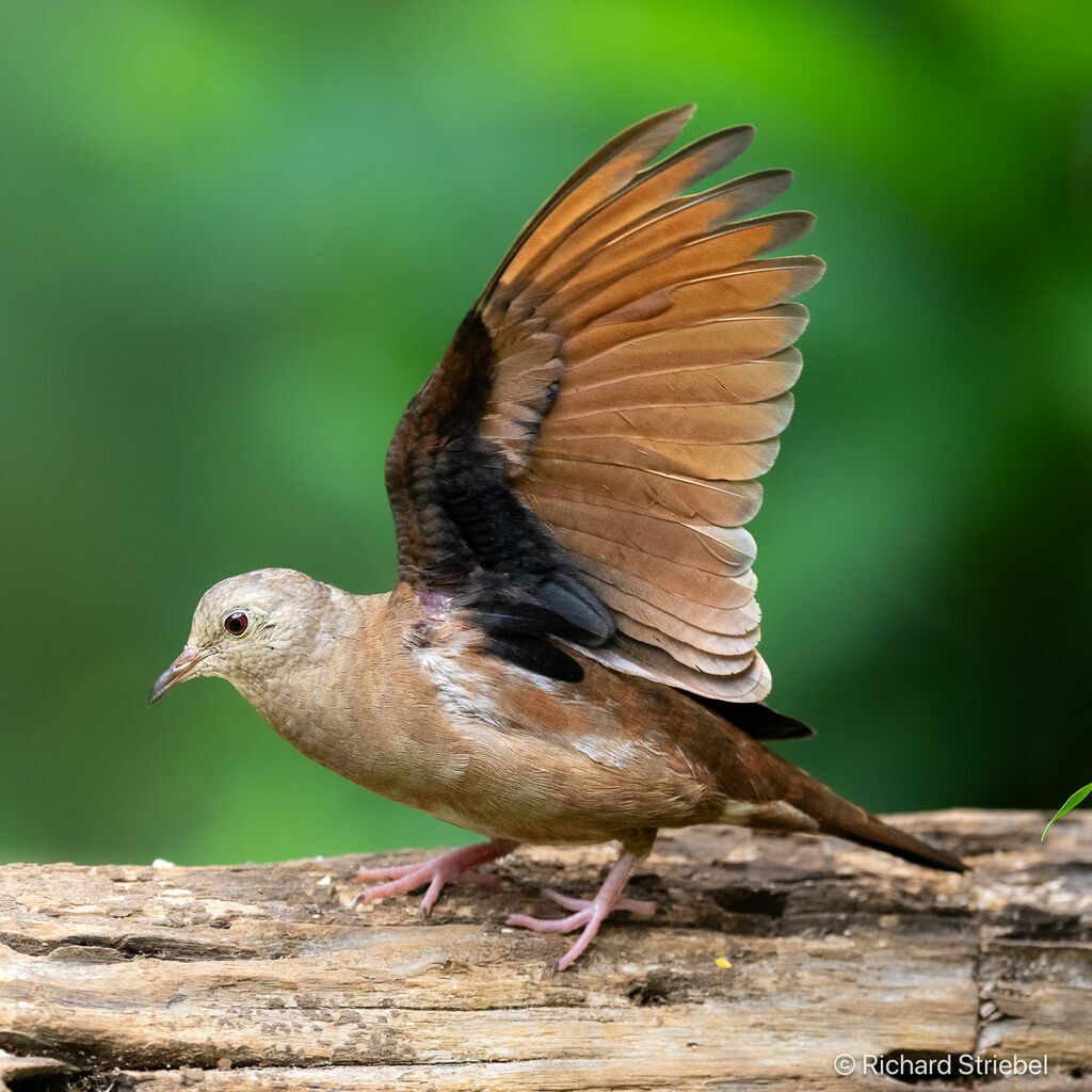 Ruddy Ground Dove