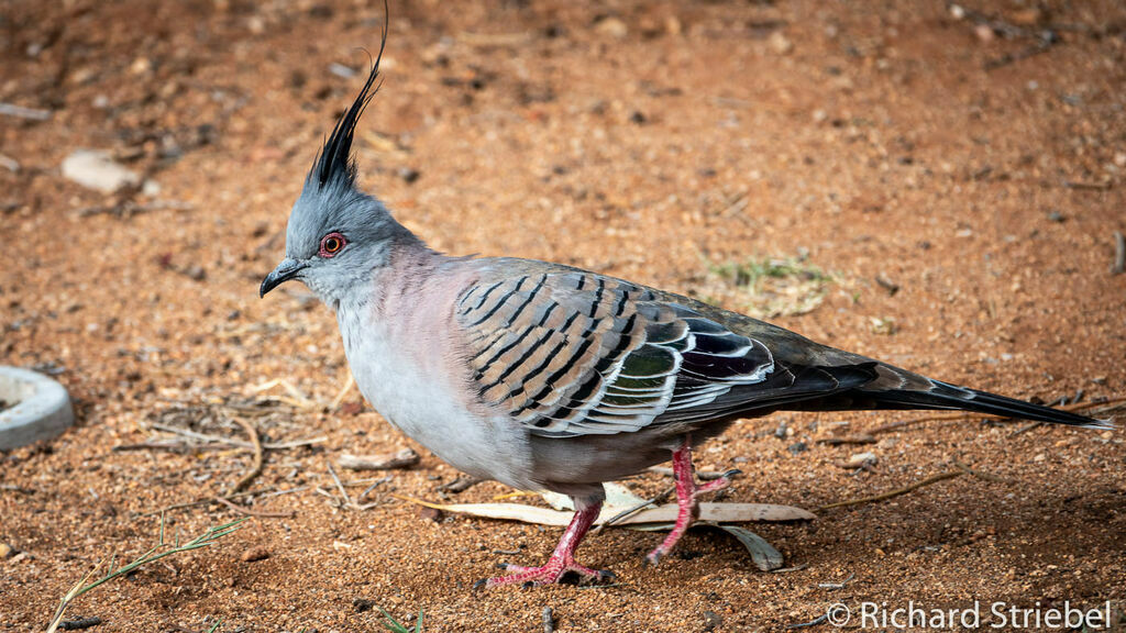 Crested Pigeon