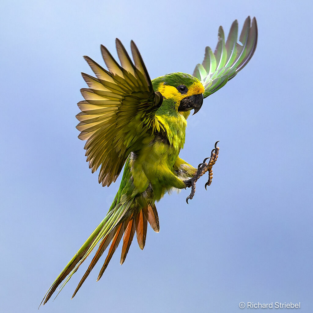 Conure à joues d'or