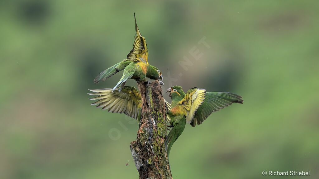 Conure à pinceaux d'or