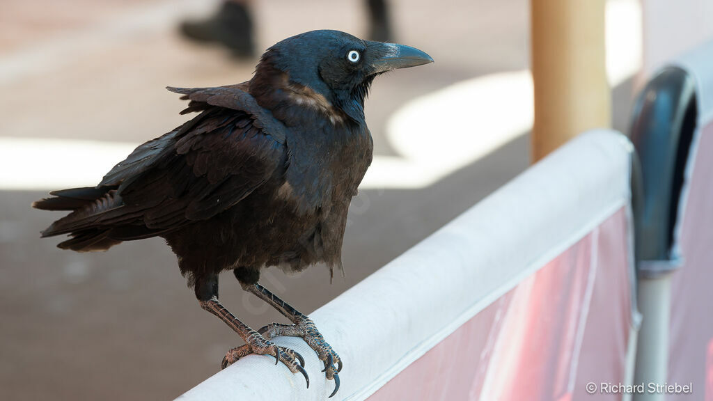Corbeau d'Australie