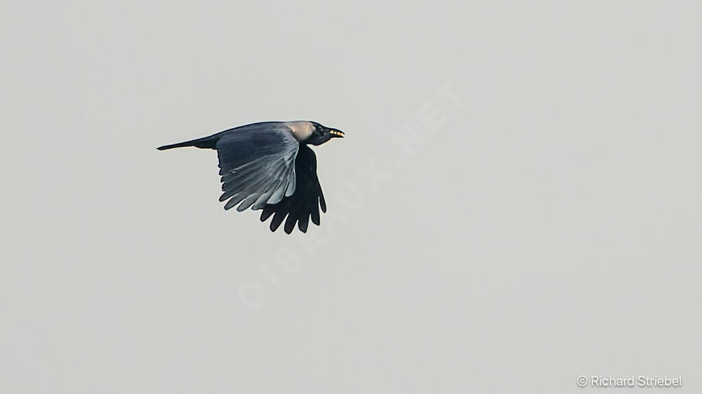 Corbeau familier