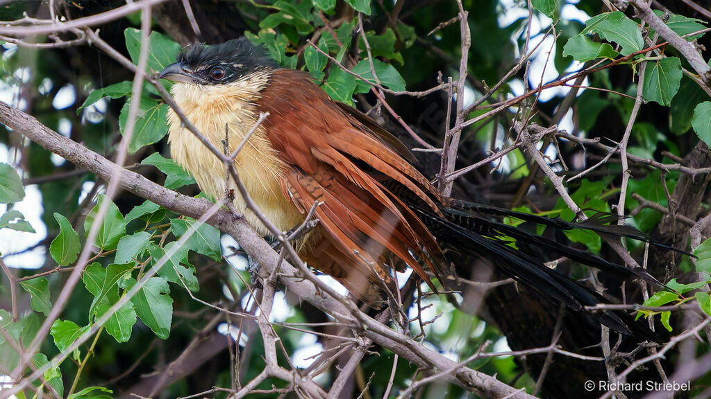 Burchell's Coucal