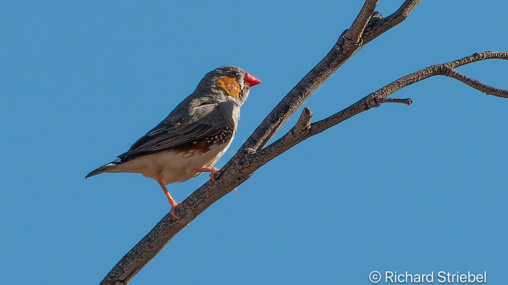 Sunda Zebra Finch