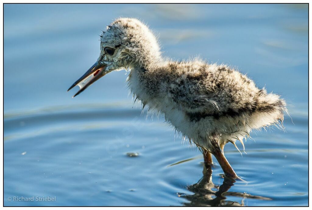 Black-winged Stiltjuvenile