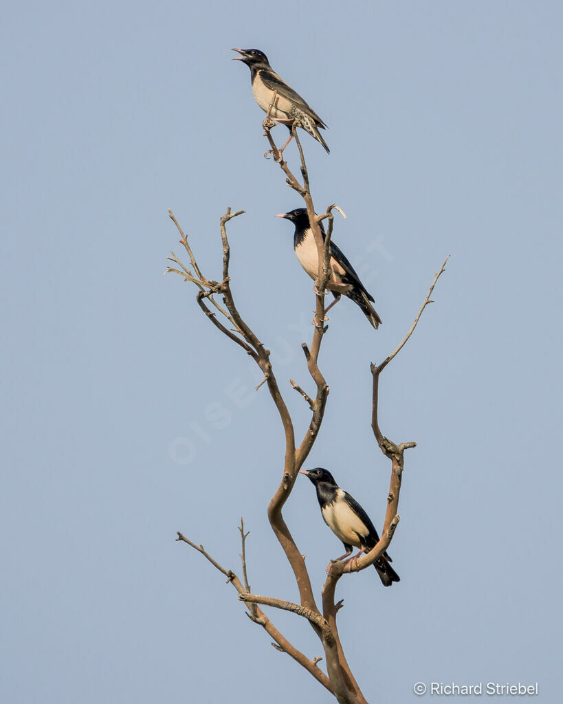Rosy Starling