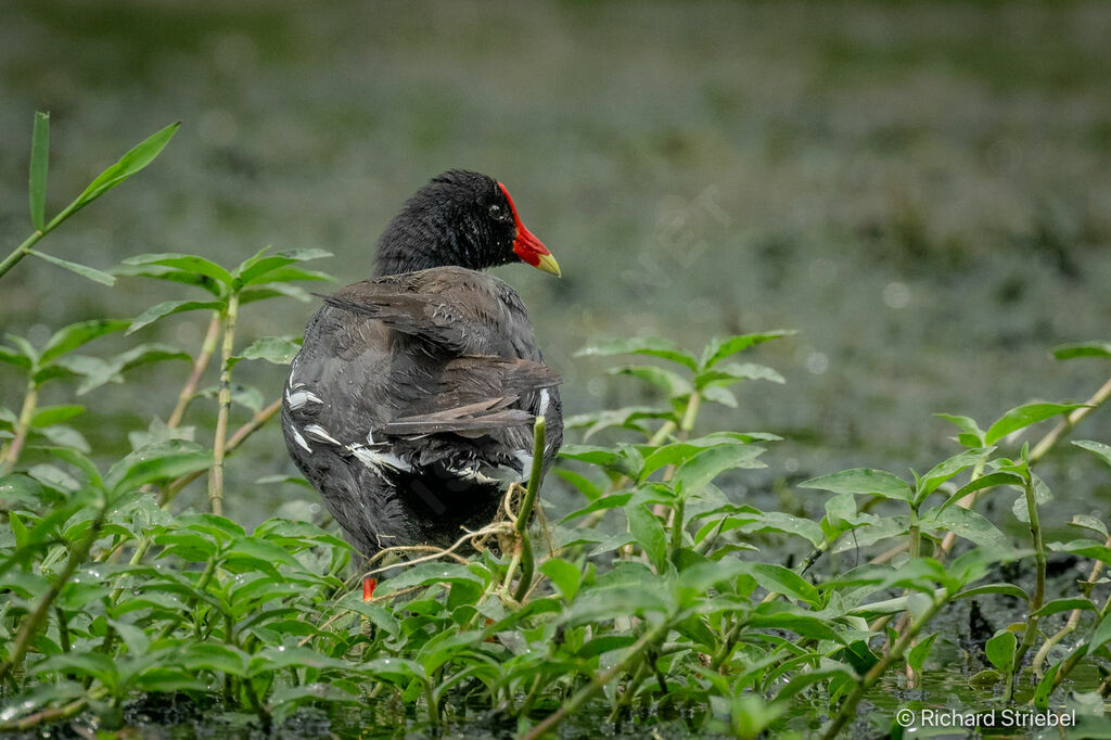 Common Gallinule