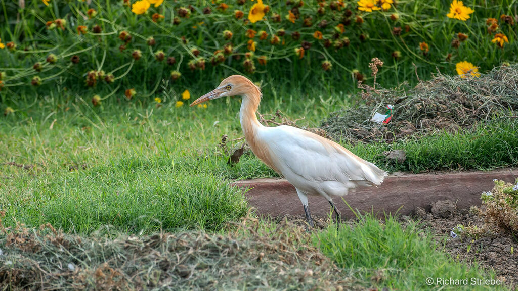 Eastern Cattle Egret