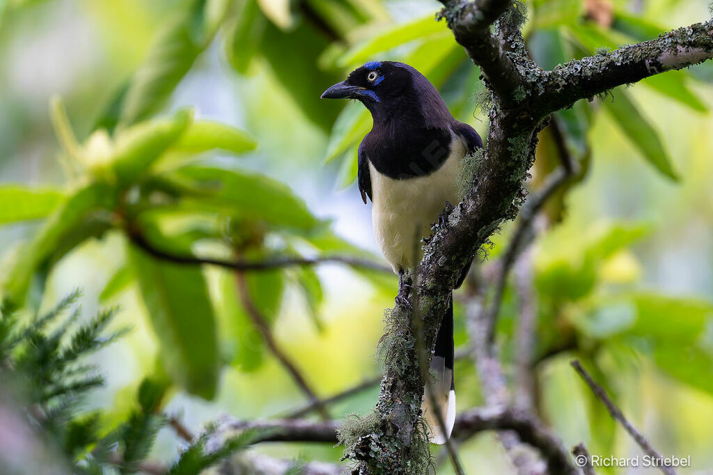 Black-chested Jay