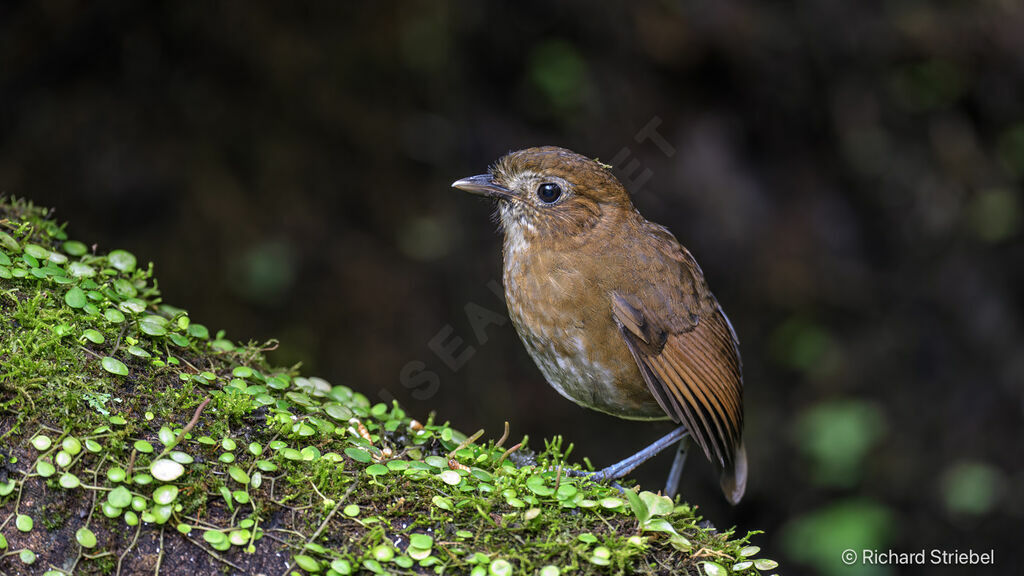 Brown-banded Antpitta