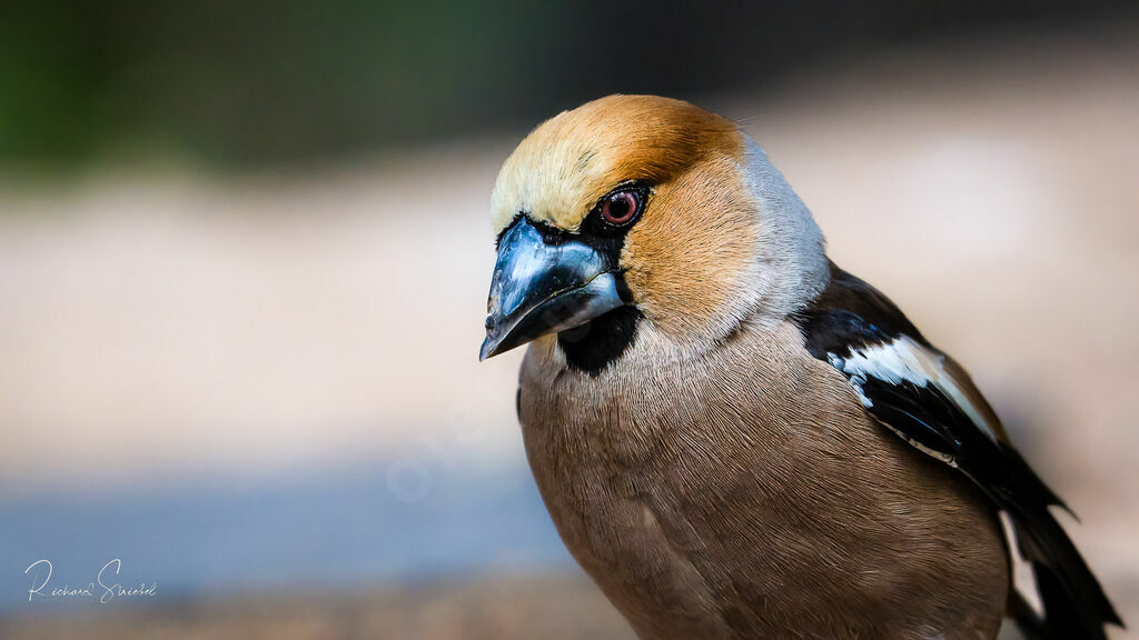 Hawfinch male adult