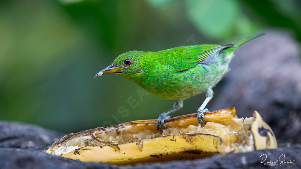 Green Honeycreeper female
