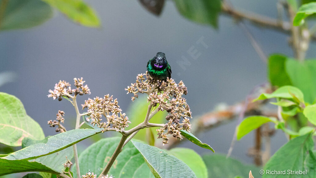 Héliange tourmaline