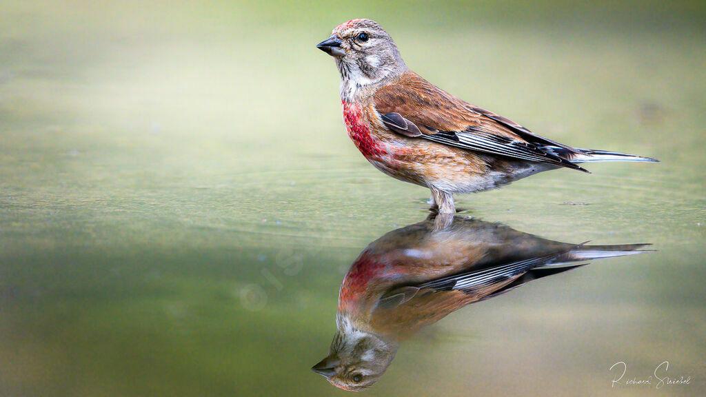 Linotte mélodieuse mâle adulte nuptial, identification, boit
