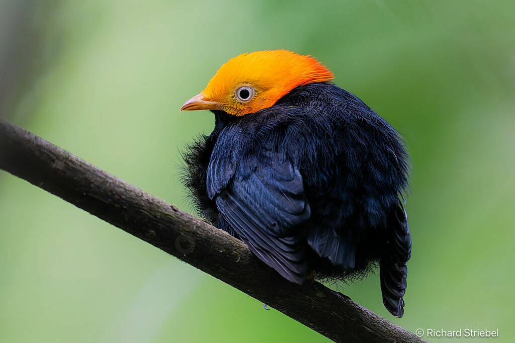 Golden-headed Manakin