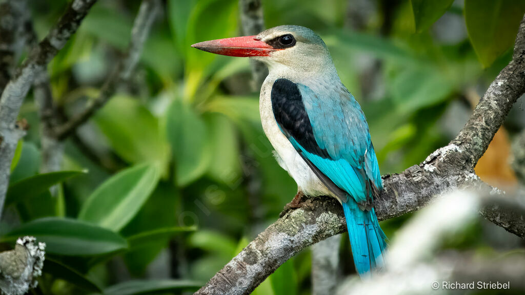 Martin-chasseur des mangroves