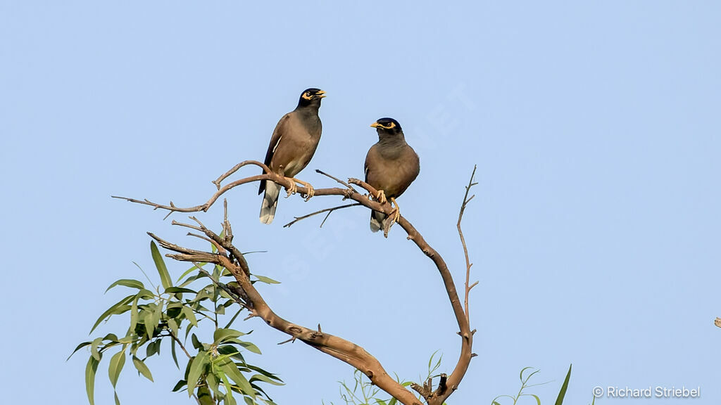 Common Myna