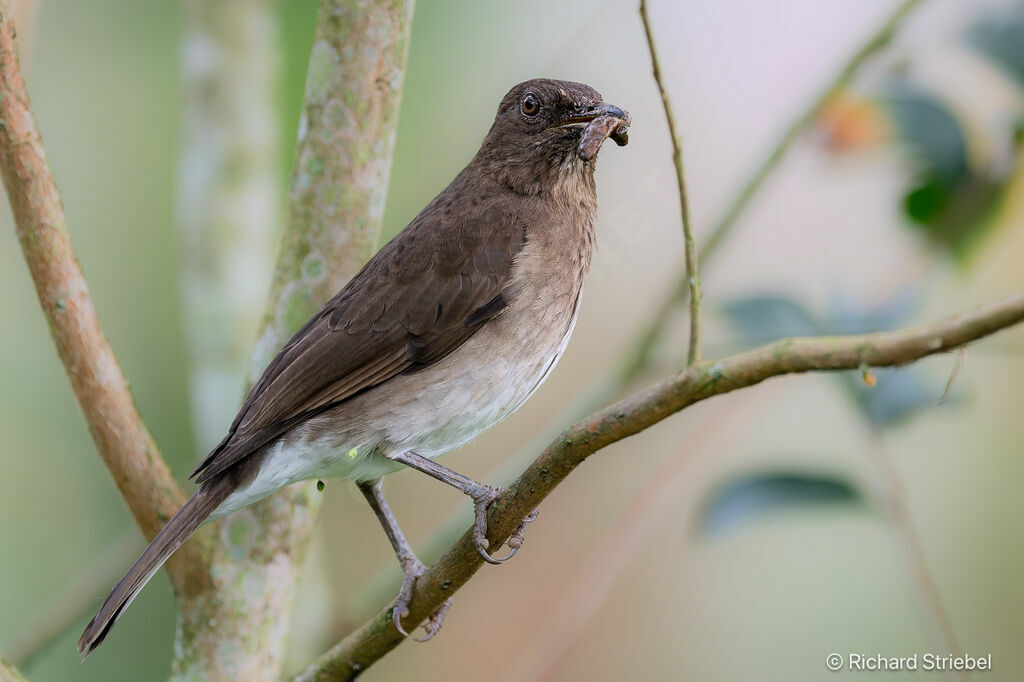 Black-billed Thrush