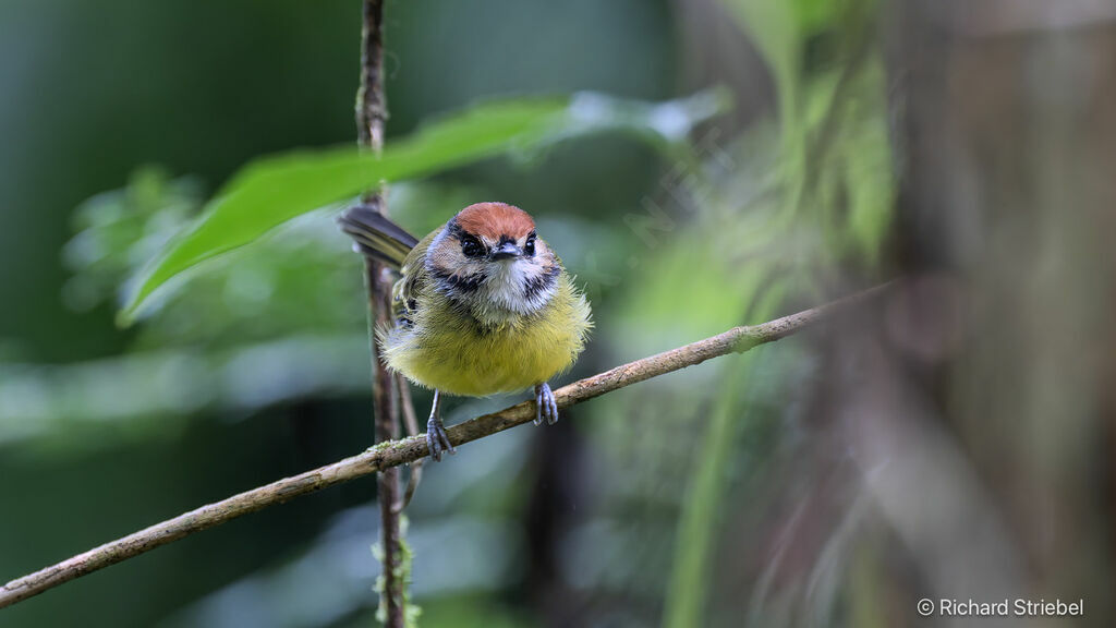 Rufous-crowned Tody-Flycatcher