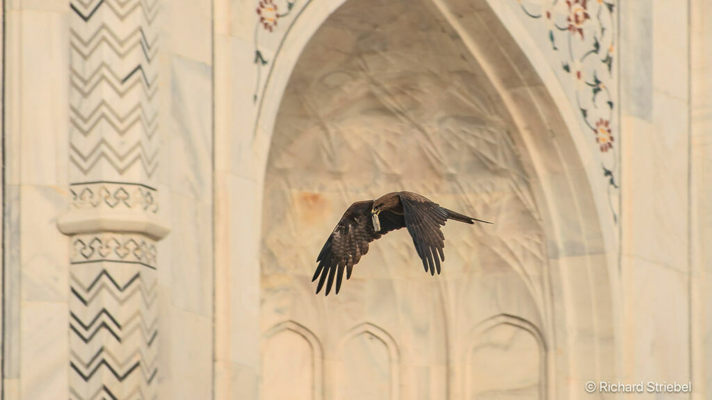 Black Kite