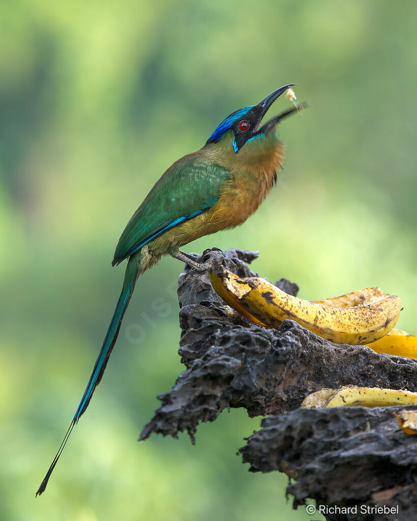Motmot à tête bleueadulte, mange