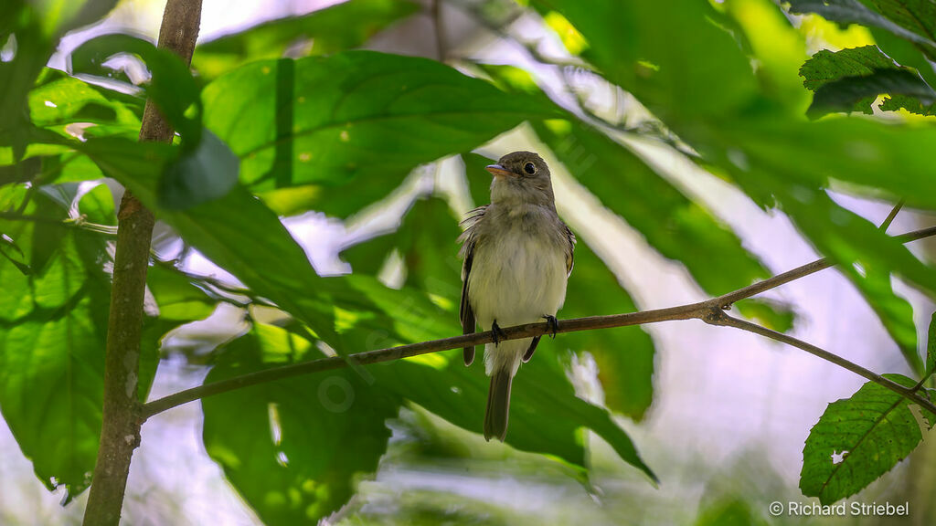Acadian Flycatcher