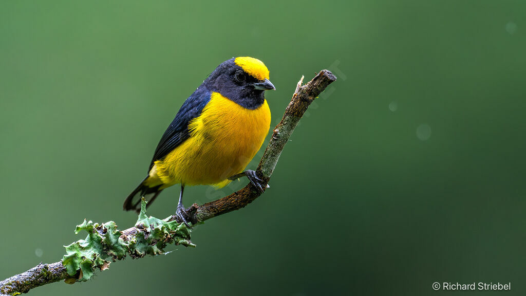 Orange-bellied Euphonia