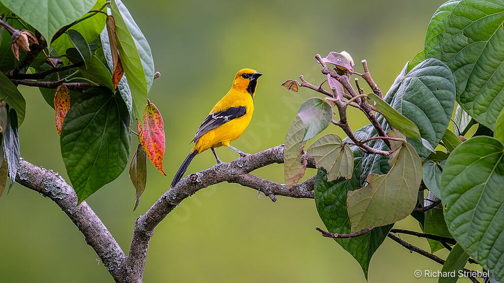 Yellow Oriole