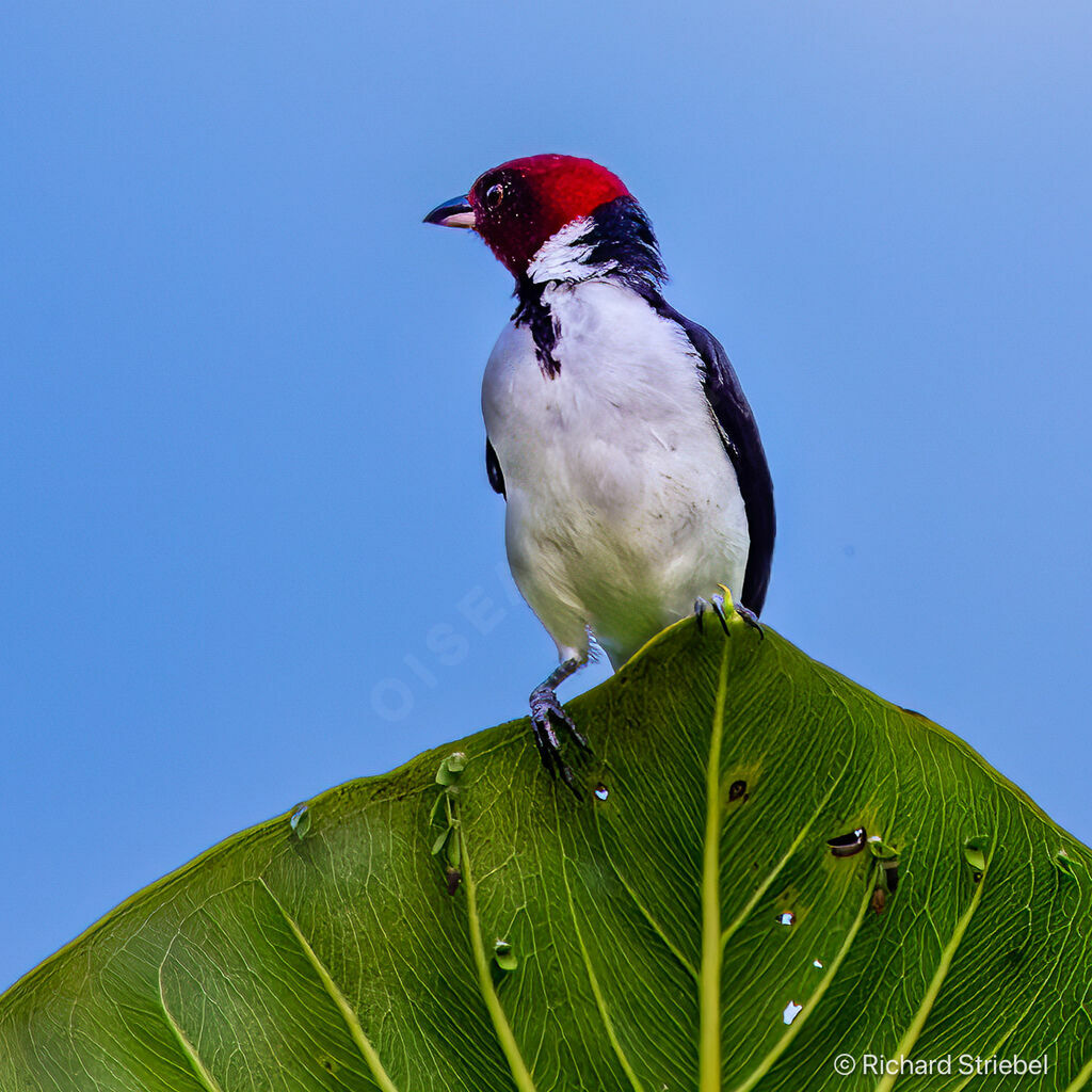 Red-capped Cardinal