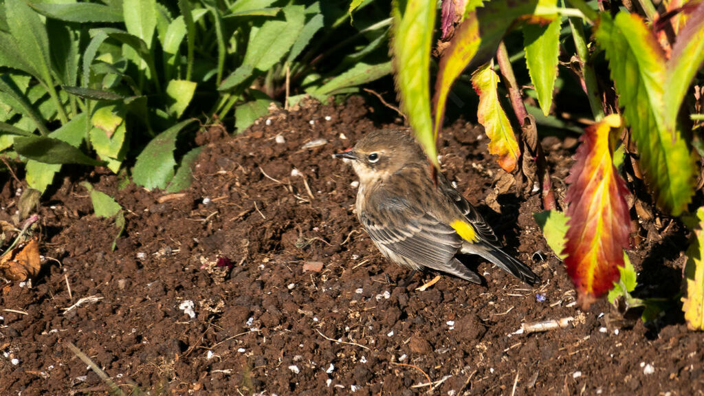 Myrtle Warbler female First year, walking