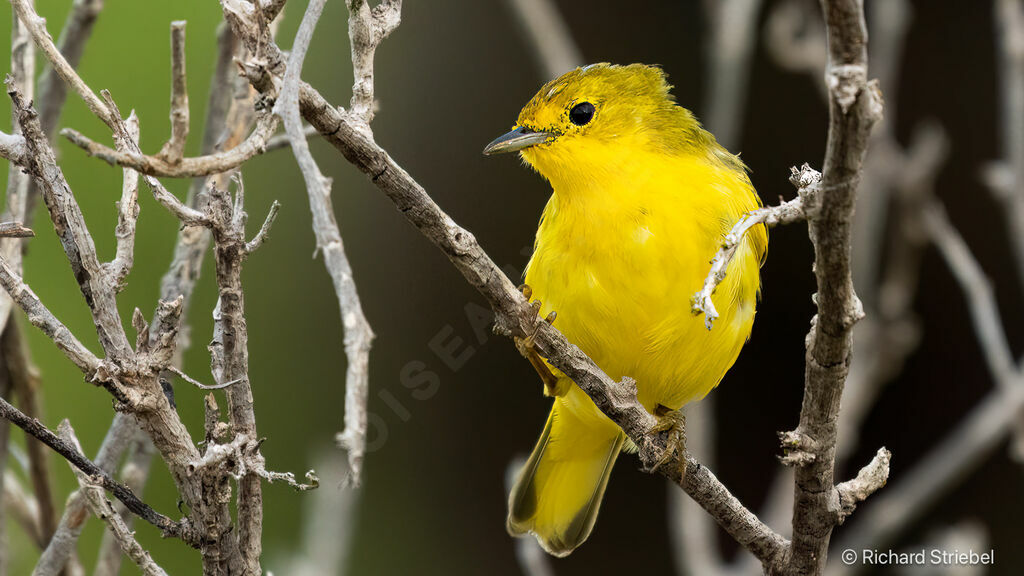 American Yellow Warbler