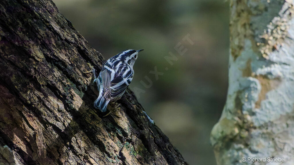 Paruline noir et blanc