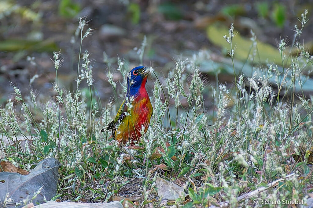 Passerin nonpareil