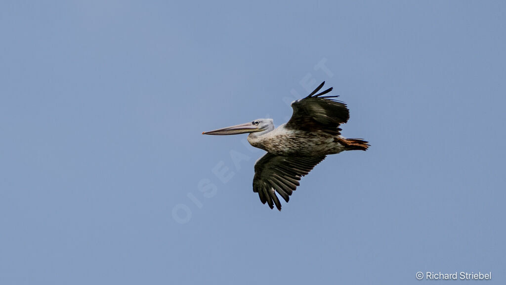 Pink-backed Pelican