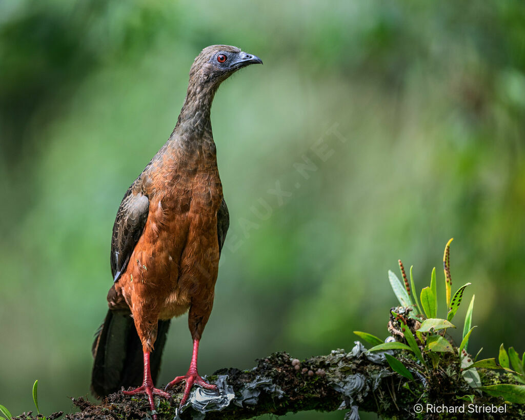 Sickle-winged Guan