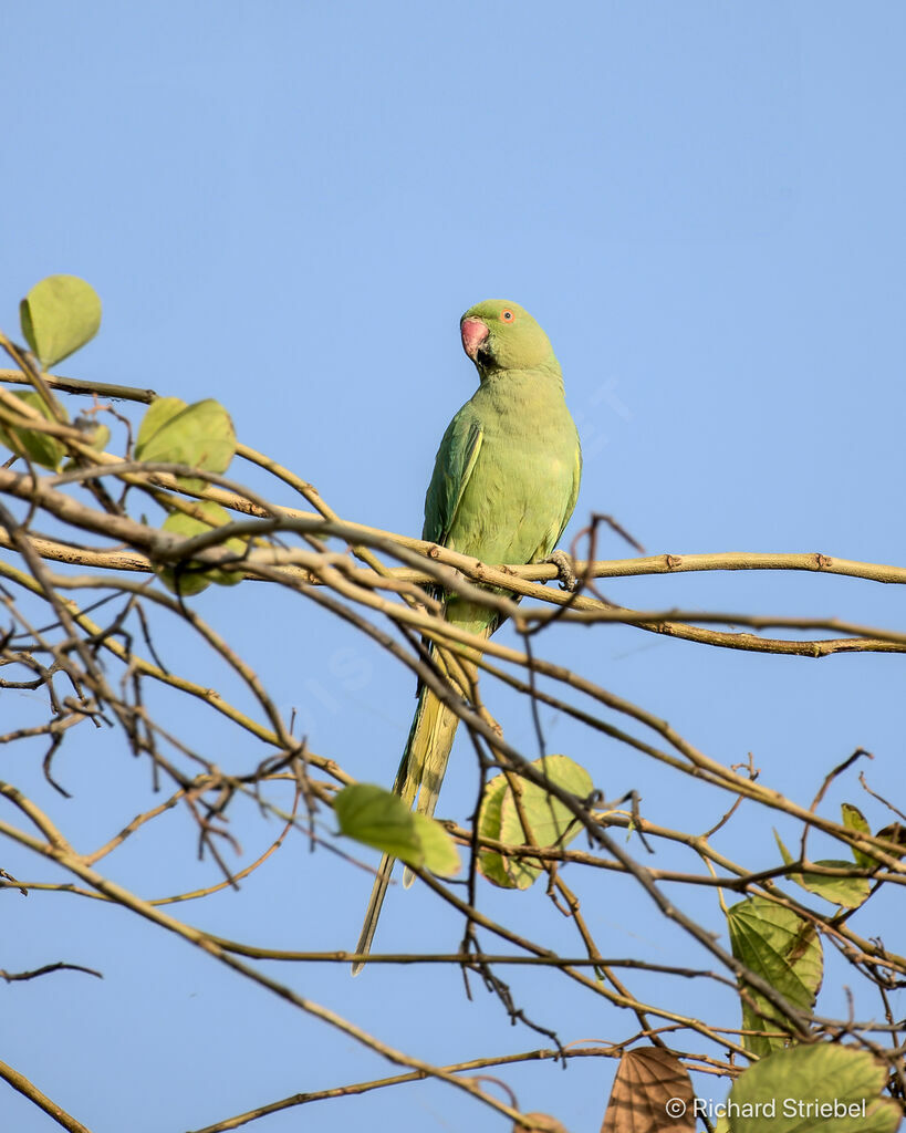 Rose-ringed Parakeet