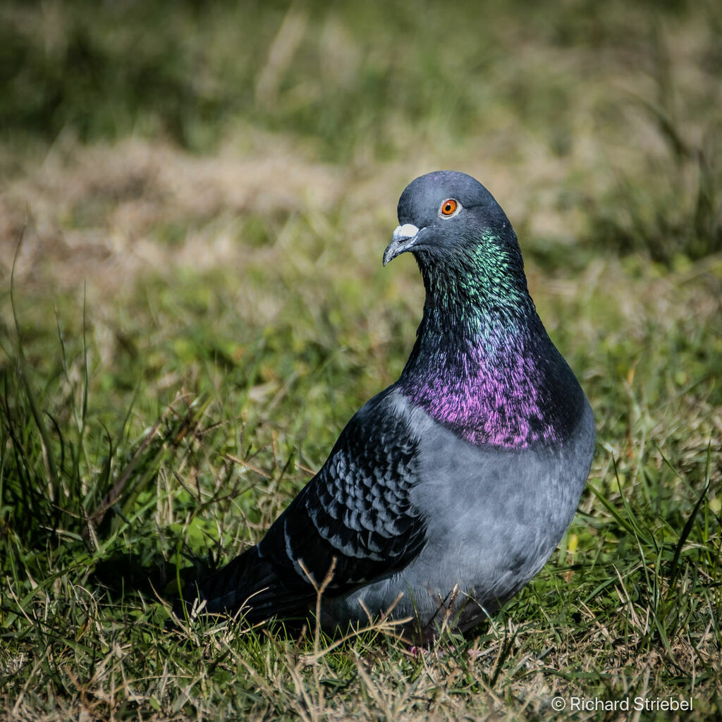 Rock Dove