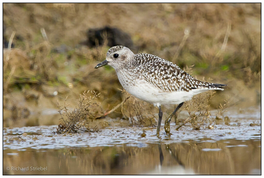 Grey Plover
